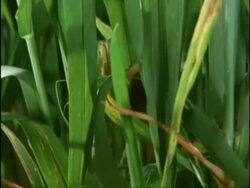 CU Harvest Mouse, Micromys minutus, rummaging amongst leaves of unripe wheat, United Kingdom Stock Footage