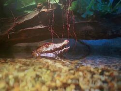 There once was a caiman.. Stock Footage