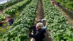 Female farm workers pick strawberries from raised beds in modern farming poly tunnel. Stock Footage