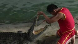 Crocodile Wrestling in Thailand Stock Footage