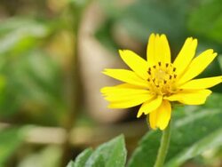 Yellow Daisy Stock Footage