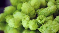 Video of rotating hops on the mirror in 4K Stock Footage