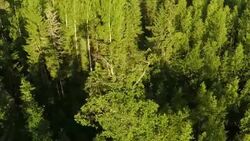 European honey buzzard Stock Footage