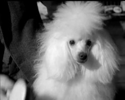 BARKING BRITAIN News Clip