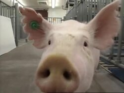 Molecular biologists isolate a rare adult stem cell 
+++CLIENT REPLAY++++ News Clip