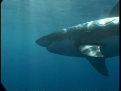 MS Great White Shark swimming through sunlit water, Guadalupe Island, Pacific Ocean Stock Footage