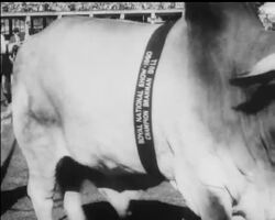 THE AUSTRALIAN SCENE News Clip