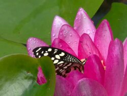 Butterfly greedily eats nectar Stock Footage