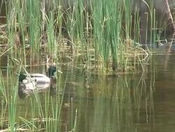 Mallard ducks in a pond 2 - HD 1080/60i Stock Footage