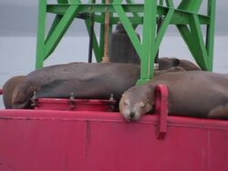 Sleeping Sea Lions Stock Footage