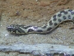 snake head Stock Footage