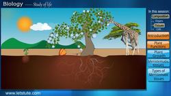 Plant Tissues: Types and Functions Instructional Video
