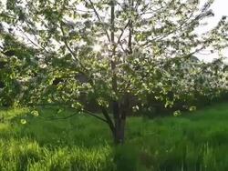 CRANE DOWN: Cherry Blossom Stock Footage