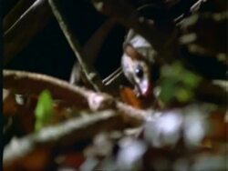 Marmosa, MCU marmosa walks down branch, picks up and walks off with Katydid (insect), Panama Stock Footage