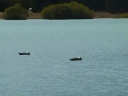 Birds on the lake Stock Footage
