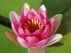 Pink lotus blooming timelapse. Stock Footage