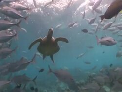 Green turtle (Chelonia mydas) swimming through schooling Bigeye Trevally, Sipadan, Malaysia, Borneo Stock Footage