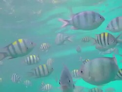 Animal Sea nature in Ocean Stock Footage