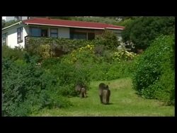 Baboons annoy locals News Clip