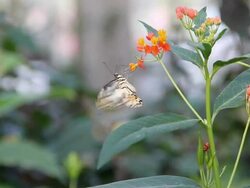Butterfly drinking nectar in flowers. Stock Footage
