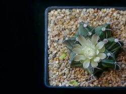 Cactus flower blooming timelapse Stock Footage