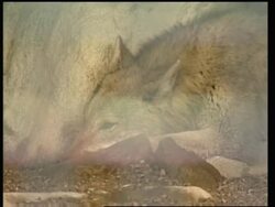 Animals go on display following exhange with North Korea News Clip