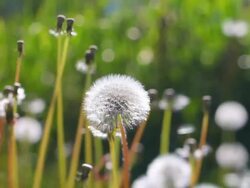 Dandelion field in pyrenees prairie Stock Footage