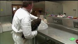 Dead eagles found across the United States are shipped to the National Eagle Repository in Colorado, where workers examine the feathers and ship the feathers to American Indians who use them for religious ceremonies. Instructional Video