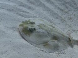 MS TS Shot of Cortez Electric Ray / Playa del Carmen, Isla Mujeres, Mexico Stock Footage