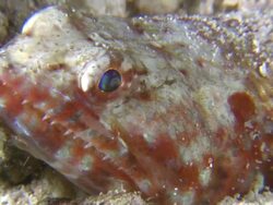 Camouflaged fish with sharp teeth, Southern Visayas, Philippines Stock Footage