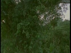 Track down tree in Amazon rainforest, South America Stock Footage