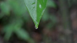 A drop falling from the leaf in slowmotion. Stock Footage