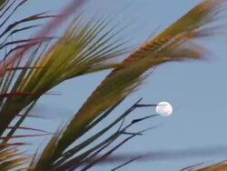 CU, Palm leaves against sky with white full moon, Jericoacoara, Brazil Stock Footage