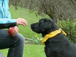 HD SLOW-MOTION: Dog giving high five Stock Footage