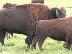 Buffalo 7 - HD 1080/24f Stock Footage