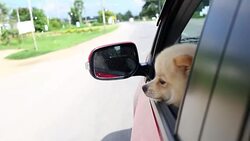 pomeranian dog cute pets travel on car Stock Footage