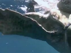 MS Olive Ridley turtles mating at surface ocean / Guanacaste, Costa Rica Stock Footage