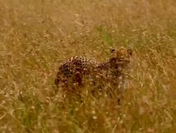 MS PAN TS Cheetah walking left to right across patchy ground / Masai Mara, Kenya Stock Footage