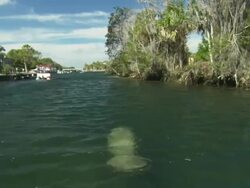 Canal with Manatee (Trichechus manatus) and tour boat, Florida, North Atlantic Ocean  Stock Footage