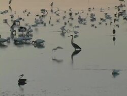 Wetlands at Dawn Stock Footage