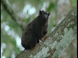 MCU Low angle, Golden-handed tamarin sitting in tree, South America Stock Footage