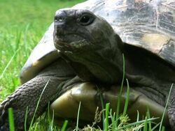 Tortoise walking by, low angle (HD) Stock Footage