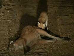 Foxes scavenging, eating kangaroo, MS, Australia Stock Footage