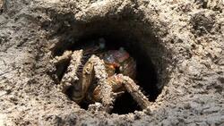 Crab in hole Stock Footage