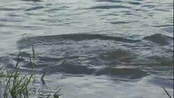 A submerged alligator eats a wildebeest in Florida. Stock Footage