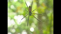Large spider in rainforest News Clip
