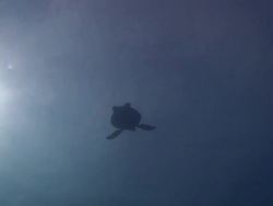 Green Turtle Stock Footage