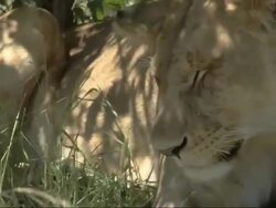 Sleepy Lioness (Panther leo) lying in shade, bothered by flies, Kenya, Africa Stock Footage