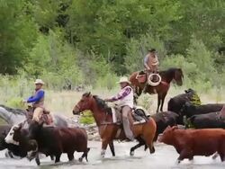 Cowboys herding cattle across a river Stock Footage
