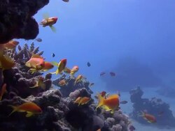 A school of orange fish swim around a reef in the Red Sea. Stock Footage
